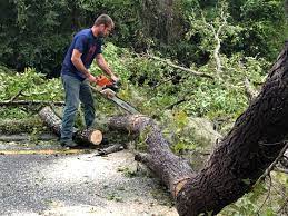 Riverside, MD Tree Care Pros