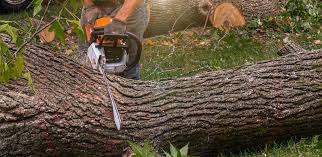 How Our Tree Care Process Works  in  Riverside, MD