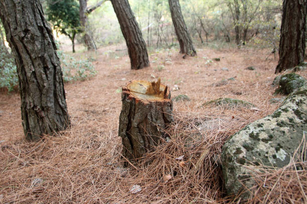 Best Commercial Tree Services  in Riverside, MD