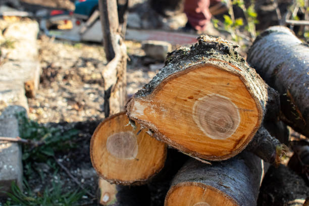 Best Storm Damage Tree Cleanup  in Riverside, MD