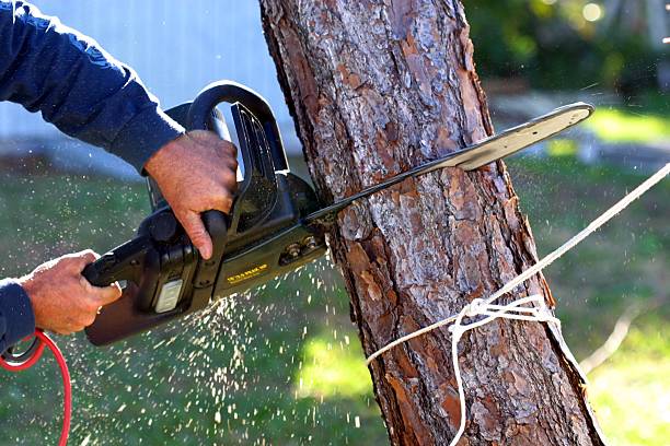 Best Hedge Trimming  in Riverside, MD