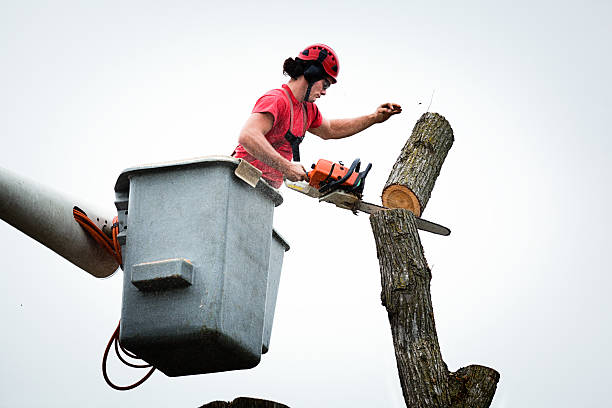 Best Emergency Tree Removal  in Riverside, MD