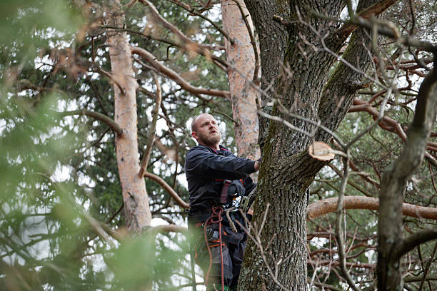 Riverside, MD Tree Care Company