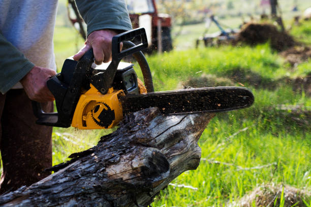 Best Tree Trimming and Pruning  in Riverside, MD