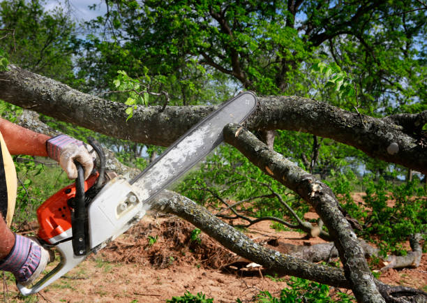 Best Tree Risk Assessment  in Riverside, MD