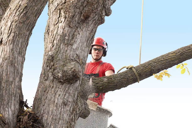 Best Tree Planting  in Riverside, MD